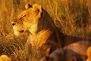 Lion Masai Mara 
